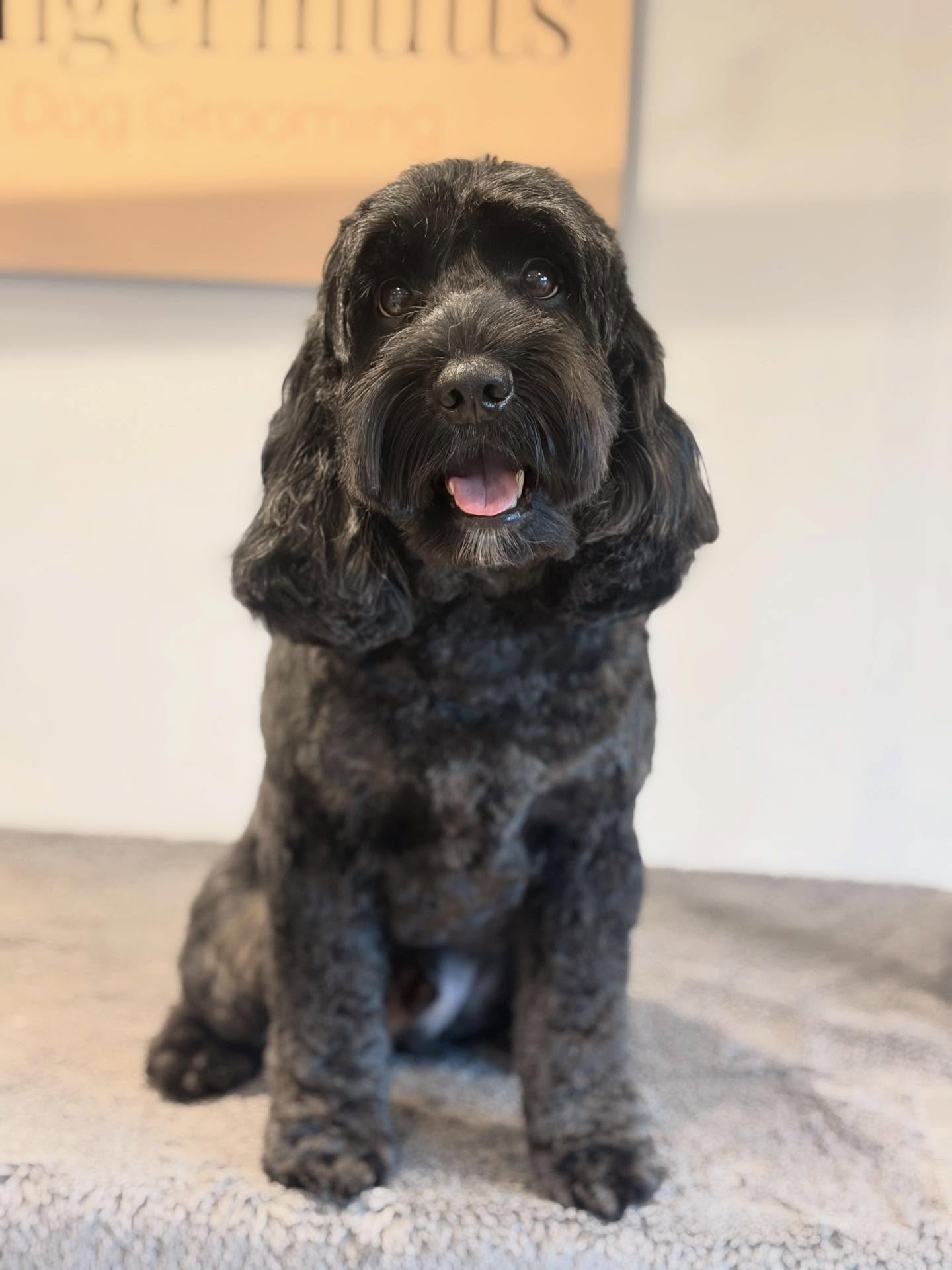 A freshly groomed cockapoo sitting happily on the grooming table at Gingermutts