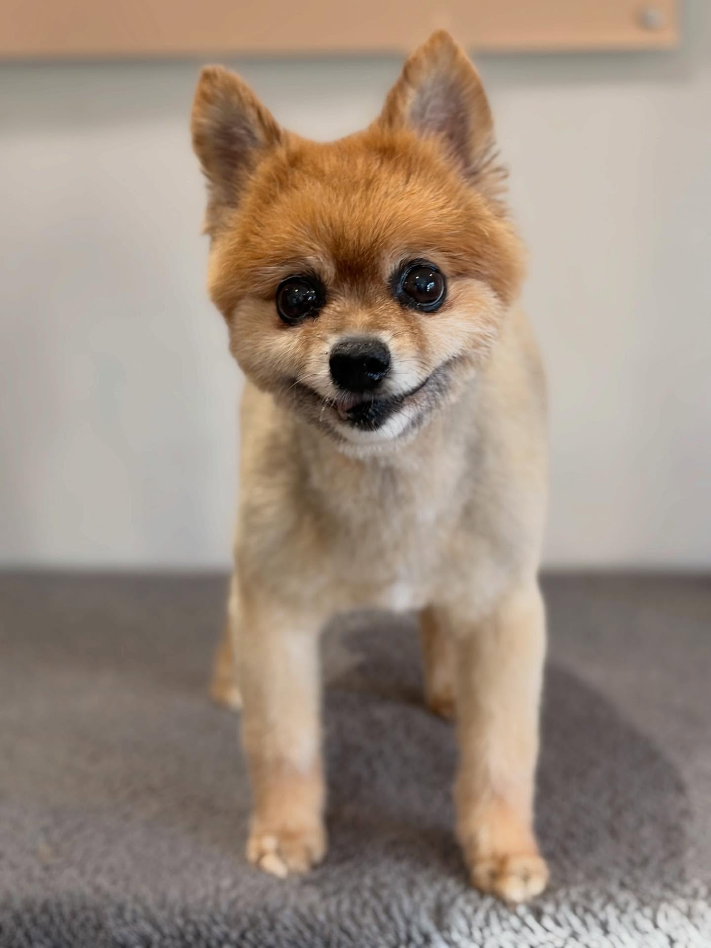 Adorable ginger Pomeranian with a teddy bear cut