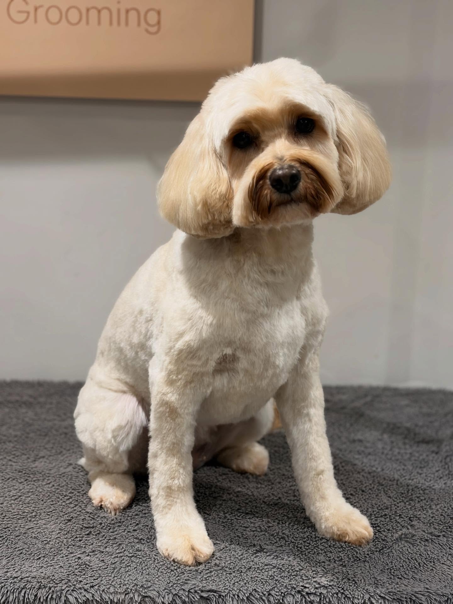 White cavapoo looking pristine after grooming