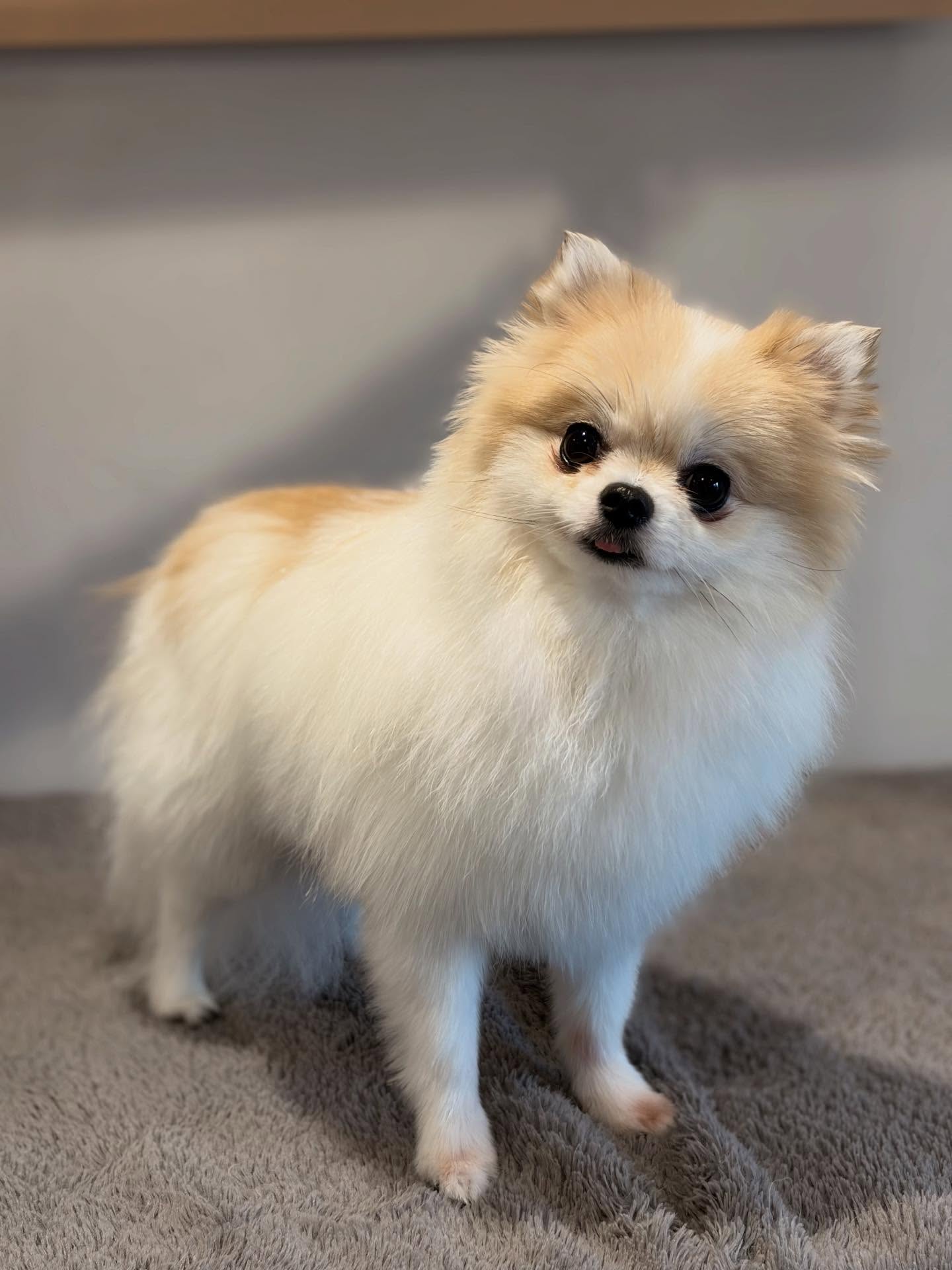 A beautifully groomed Pomeranian at Gingermutts Dog Grooming salon in Milton Keynes